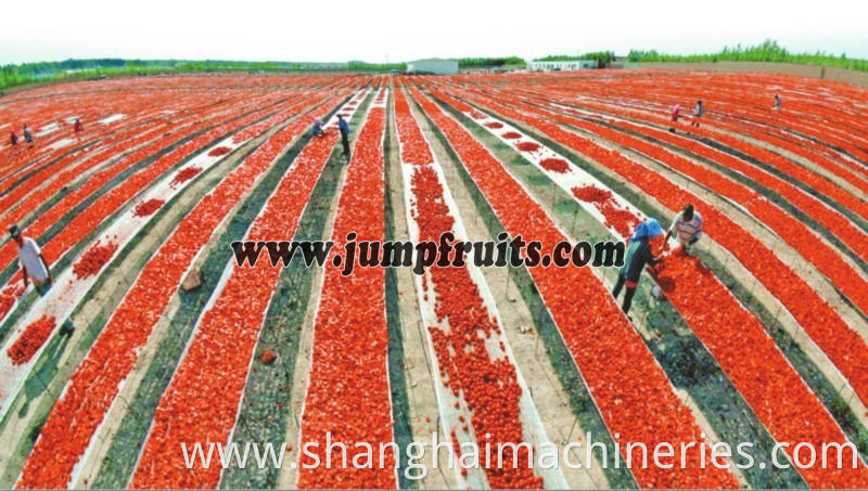 tomato processing line